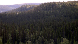 Goda nyheter: Klart med stora naturreservat i fjällnära skogar
