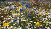 En blomrevolution längs brittiska bilvägar