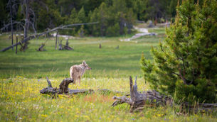 Goda nyheter: I nationalpark ger vargens återkomst aspens unga skott nytt liv