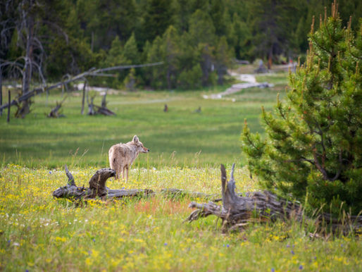 Goda nyheter: I nationalpark ger vargens återkomst aspens unga skott nytt liv