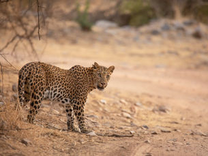 Goda nyheter: Leoparder i Indien ökar i antal