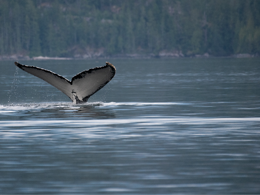 Goda nyheter: Rekordår för knölvalarna i Salish havet