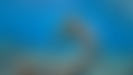 Goda nyheter: Havs­sköldpaddornas återkomst ger nytt hopp