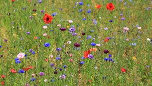 Blomstrande framtid: Norra Devons nya blommande ängar skapar hopp