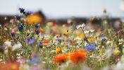 Goda nyheter: I England ska en yta motsvarande 1800 fotbollsplaner bli blomsterängar