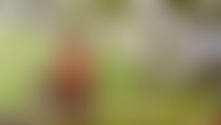 Goda nyheter: EU-förbud mot bekämpningsmedel hjälper franska fåglar att återhämta sig