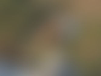 Goda nyheter: Hökörnen gör comeback i Frankrike – över 50 par för första gången på flera decennier