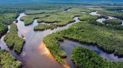 Goda nyheter: Avskogningen av Amazonas minskar kraftigt