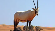 Arabisk oryx tillbaka – över 3 000 lever nu vilda i Saudiarabien