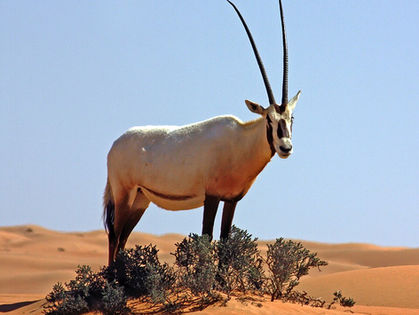 Arabisk oryx tillbaka – över 3 000 lever nu vilda i Saudiarabien