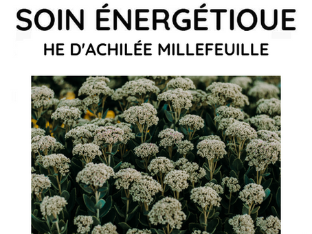 Fiche huile essentielle d'achillé millefeuille