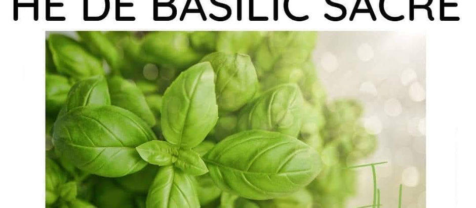 Fiche huile essentielle basilic sacré