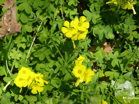 L'oxalis (Oxalis pes-caprae) une salade qui nous veut du bien !
