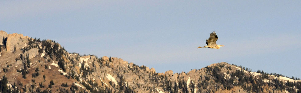heron flying over copper.jpg