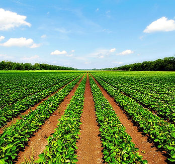 Agriculture.jpg