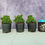 Thumbnail: Gemstone Hinoki Cypress
