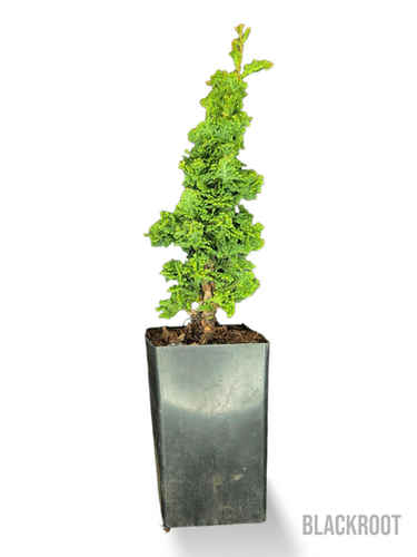 オオモミジ　樹高H1.5m オオモミジ Acer amoenum