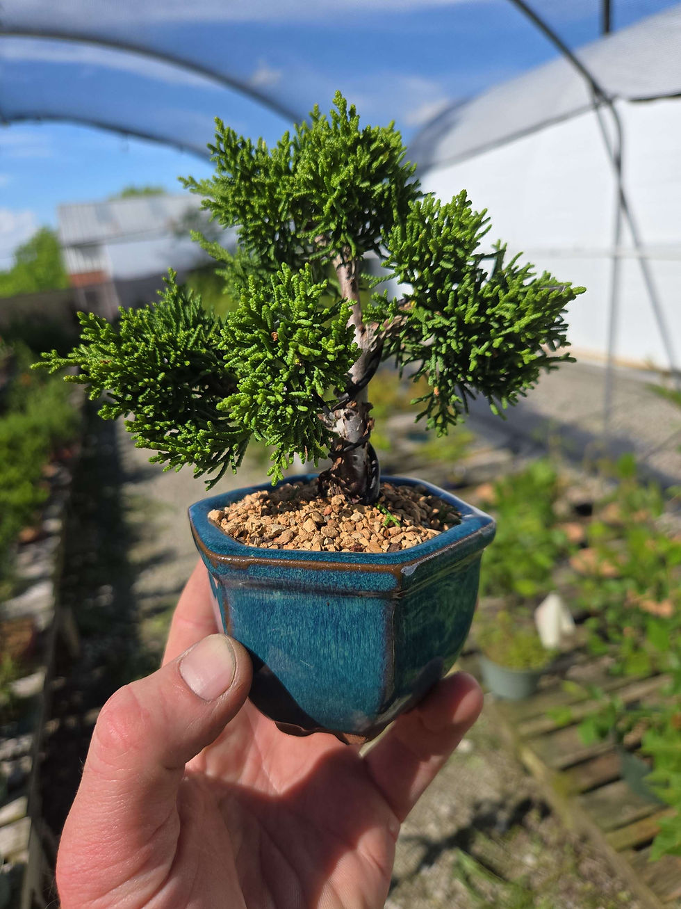 Thumbnail: Shimpaku Juniper Mini Bonsai