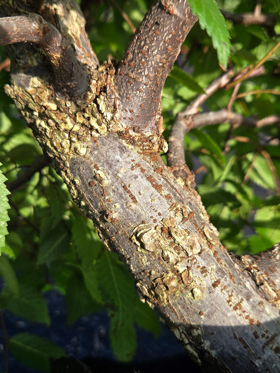 Thumbnail: Rock Elm Prebonsai