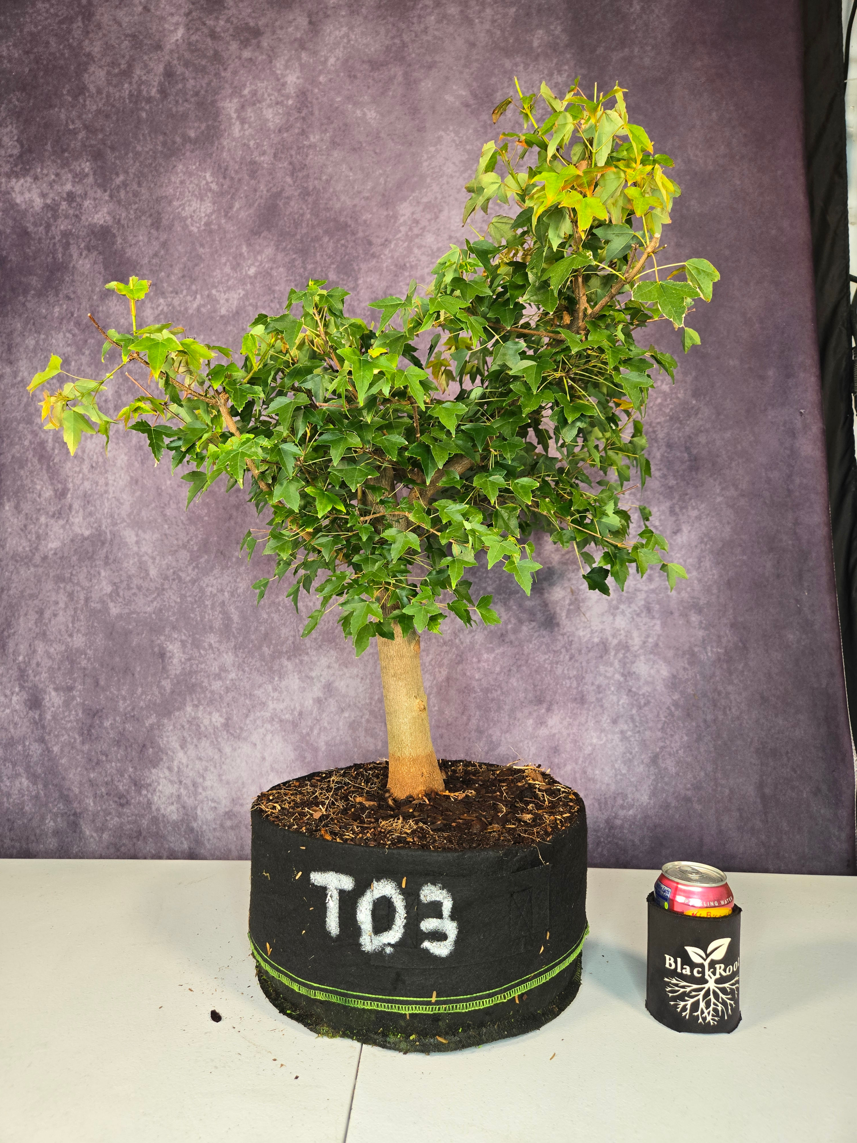 Trident Maple 03 - Field Grown