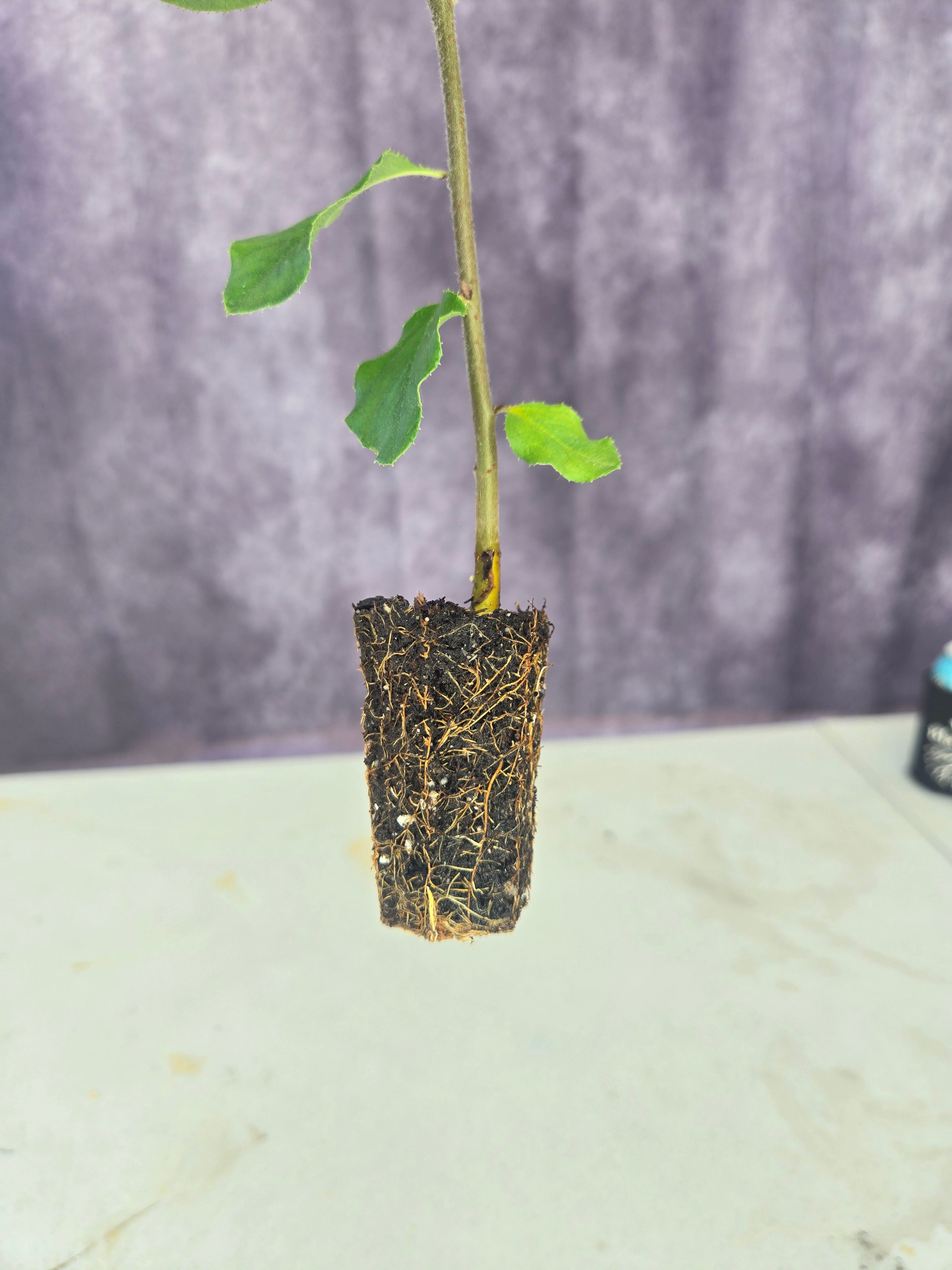 Chinese Flowering Quince