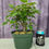 Thumbnail: Small-Leaf Red Maple Pre-bonsai - One of a Kind (01)