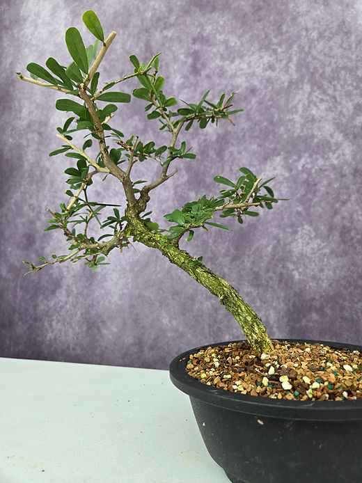 Bonsai and Prebonsai | Blackroot Farms