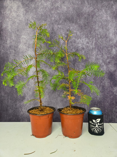 bonsai tree pots for sale AVERGO Bonsai Tree Kit Classic - 5X Unique Japanese Bonzai Trees
