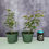 Thumbnail: Green Japanese Maple Pre-bonsai