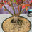 Thumbnail: Red Japanese Maple Pre-bonsai - One of a Kind (01)