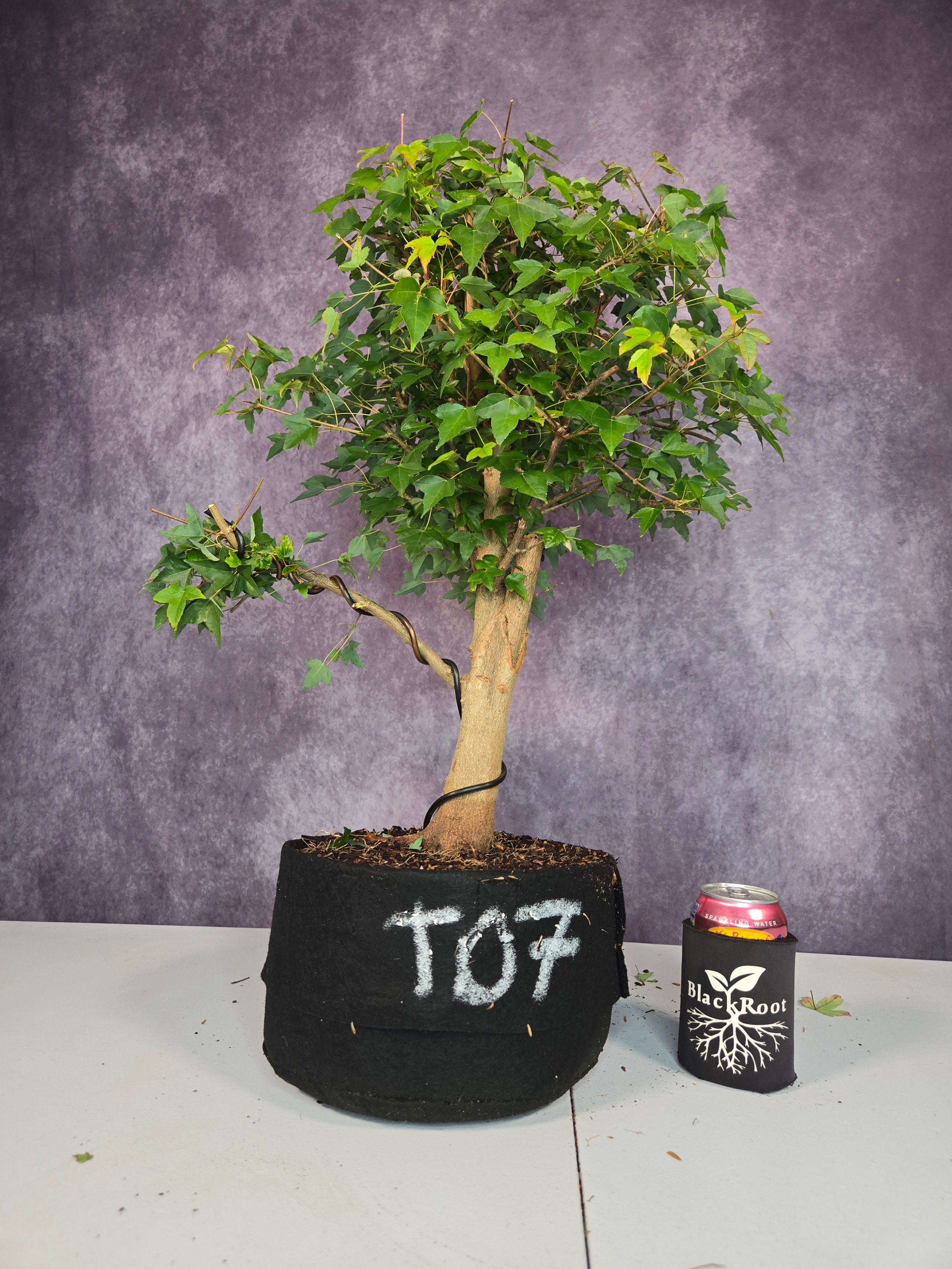 Trident Maple 07 - Field Grown