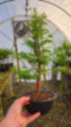 Thumbnail: Dawn Redwood Prebonsai