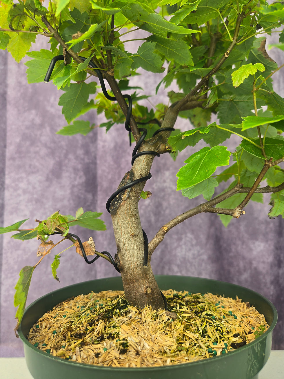 Red Maple Pre-bonsai - One of a Kind (05)