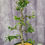 Thumbnail: Zelkova Pre-bonsai - One of a Kind (02)
