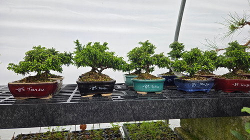 bonsai plant kit Bonsai