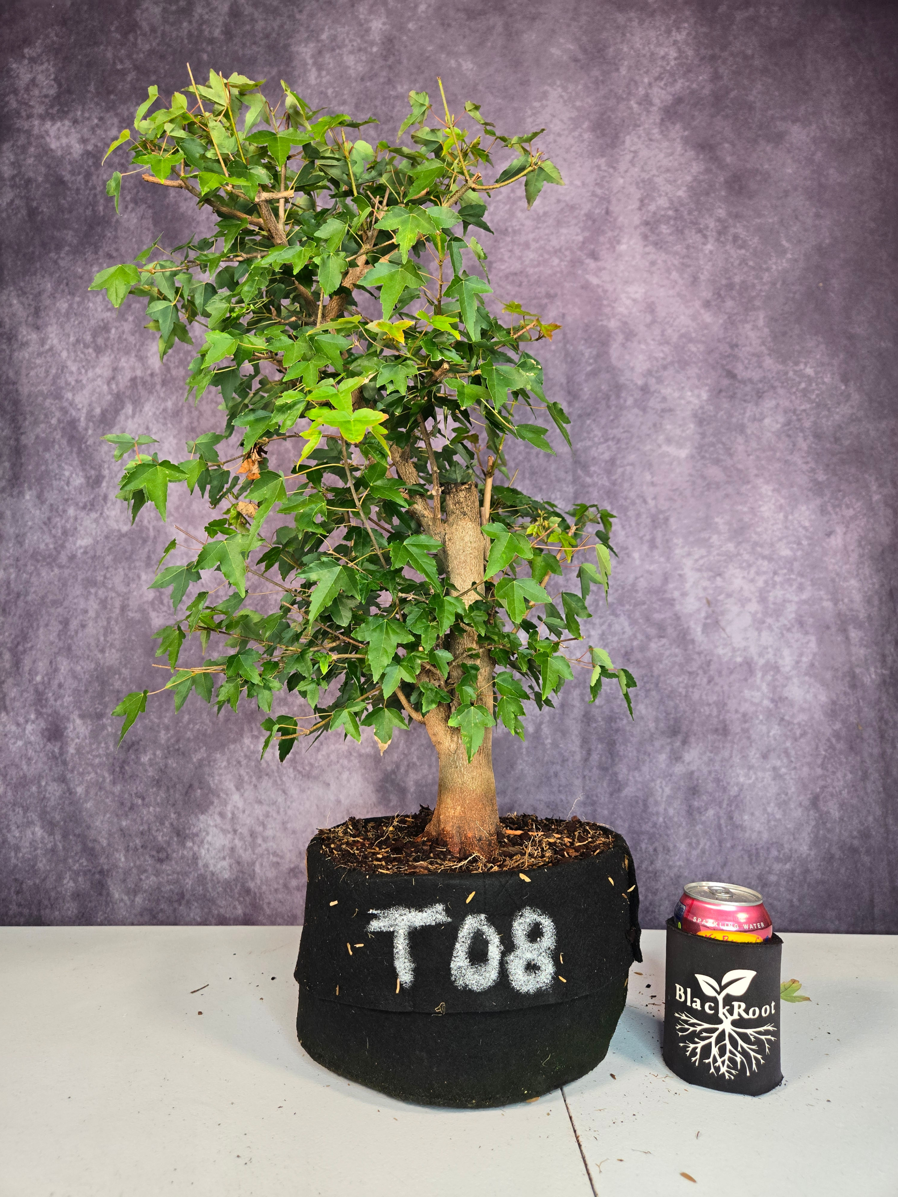 Trident Maple 08 - Field Grown