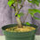 Thumbnail: Red Maple Pre-bonsai - One of a Kind (02)