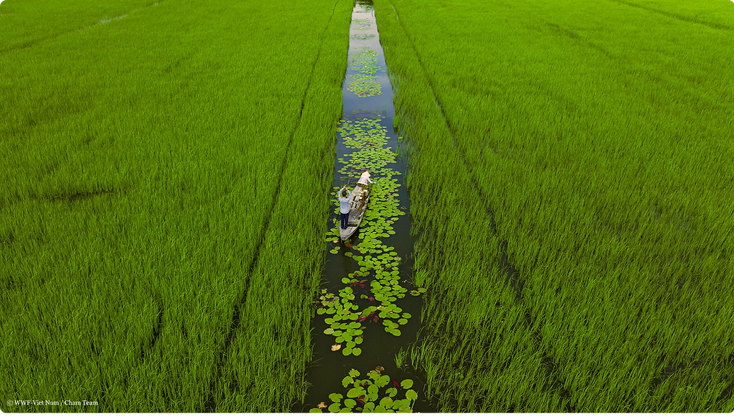 Vietnam-mekong-river.png