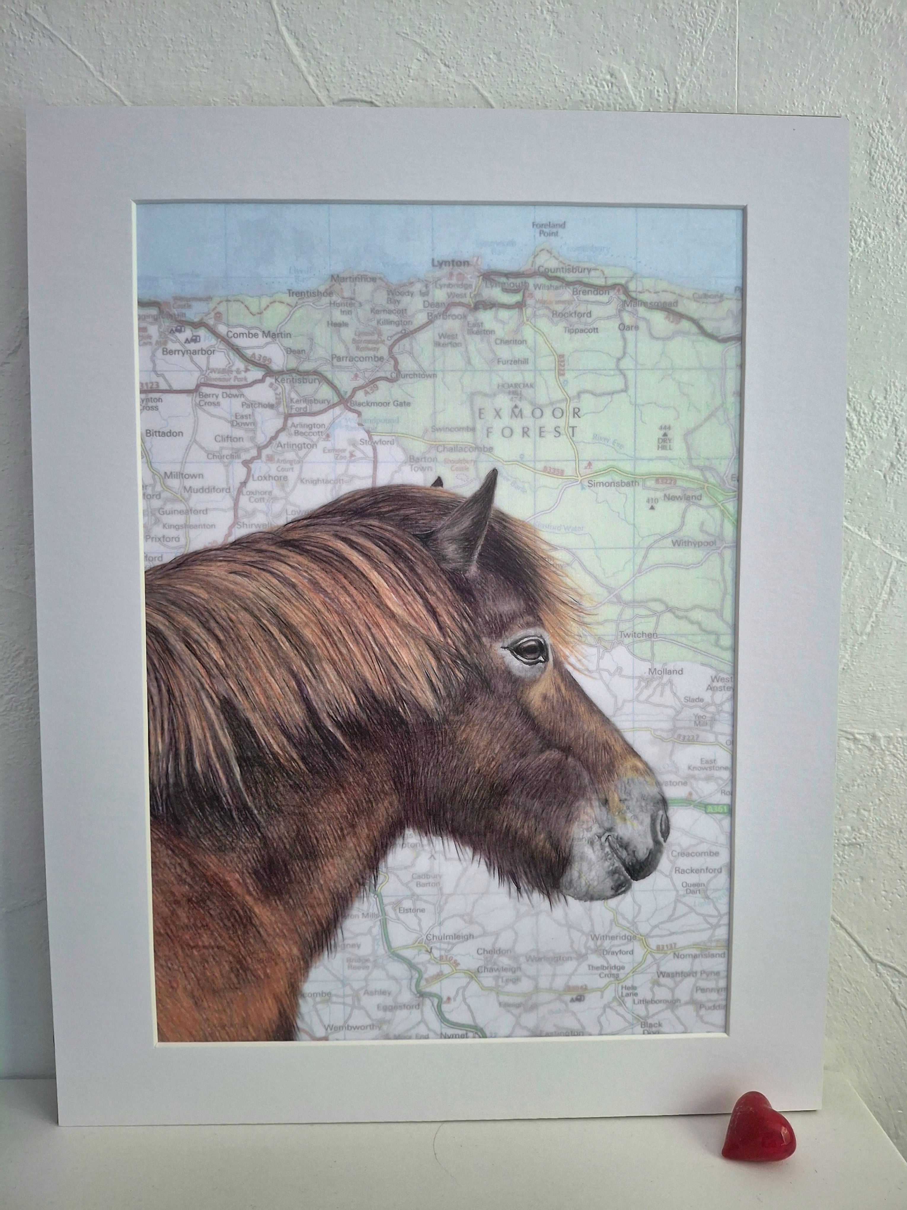 Exmoor Pony