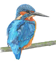 kingfisher (2).jpg