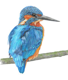 kingfisher (2).jpg