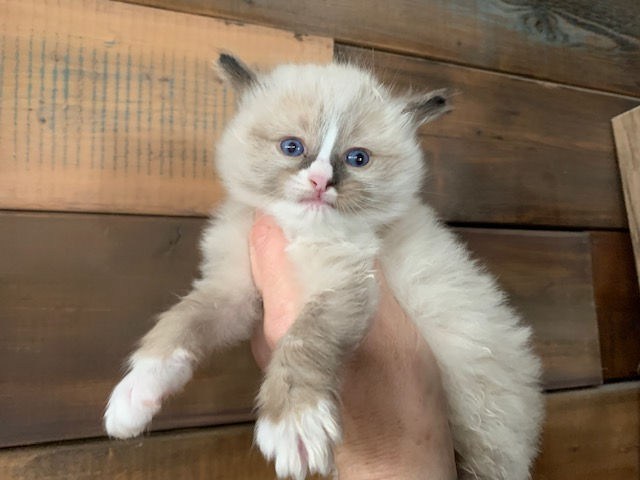 Chocolate Bi Colour Mitted with Blaze