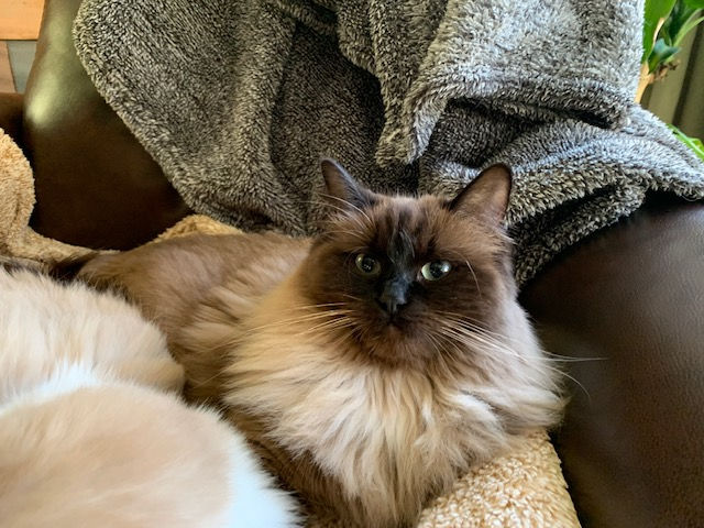 Hazel