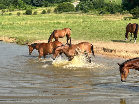 Copy of Ranch Photos