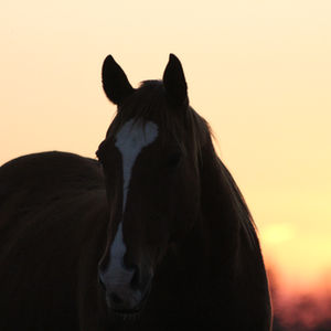 Horse Farm Life