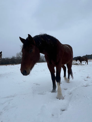 Winter Wonderland