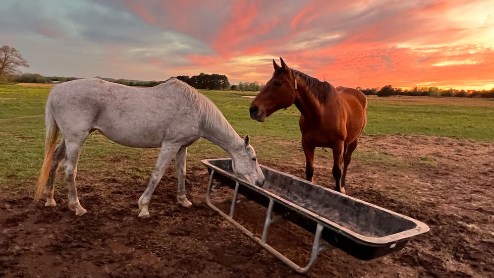 horse feed