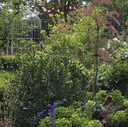 Shrubbery_St Albans.jpeg