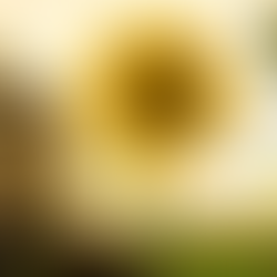 Sunflower in bloom against a golden sunset. The vibrant yellow petals and green leaves stand out, creating a warm, serene atmosphere.
