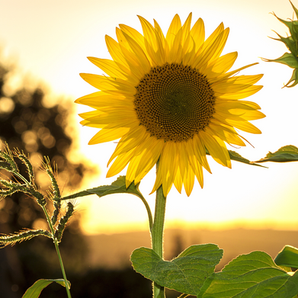 Sunflower in bloom against a golden sunset. The vibrant yellow petals and green leaves stand out, creating a warm, serene atmosphere.